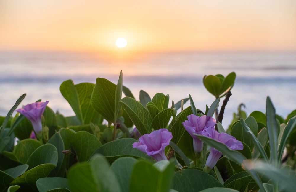 Sunrise Landscape image of Dune Flowers blooming with Golden Sun in the Background taken from Suncoast Beach in Durban