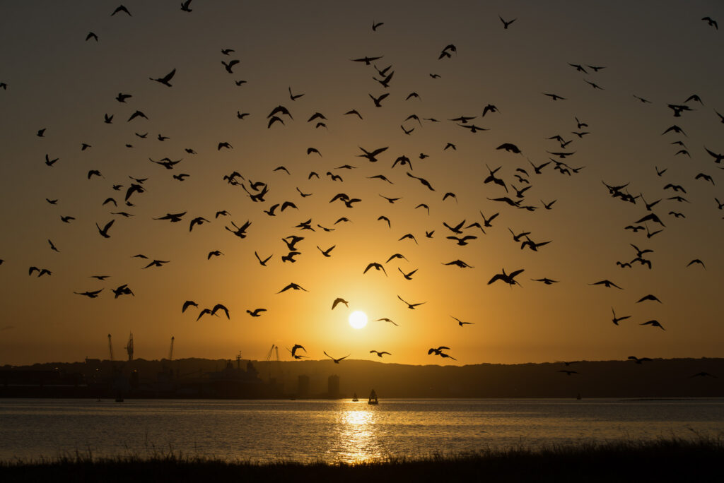 Golden Sunrise Landscape Photograph with birds flying at The Durban Harbor near Whilson's Wharf