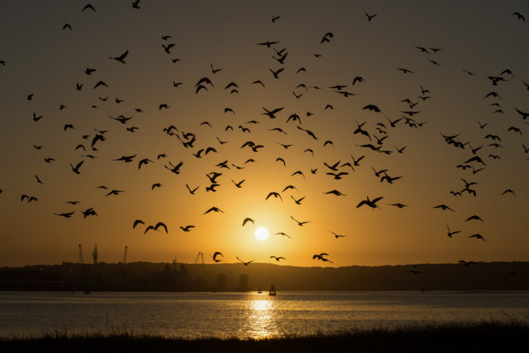 Golden Sunrise Landscape Photograph with birds flying at The Durban Harbor near Whilson's Wharf
